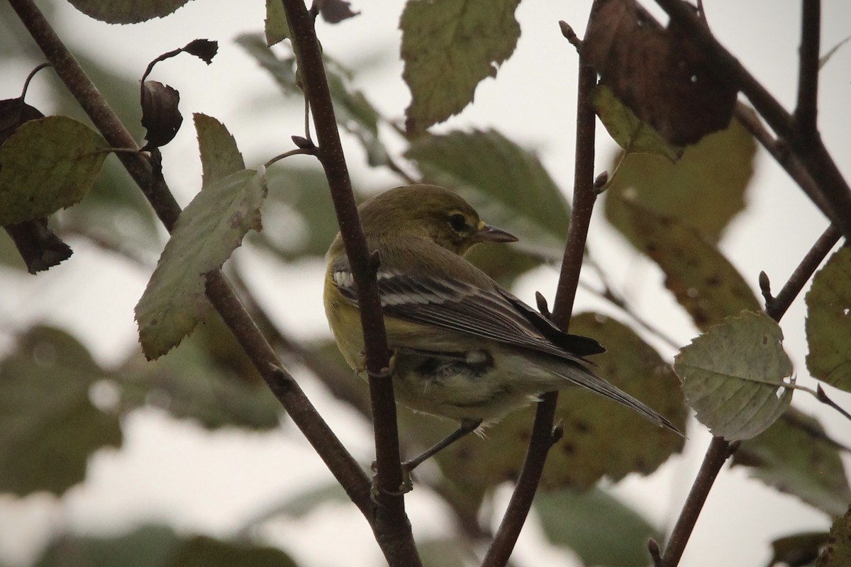 Pine Warbler - ML624519273