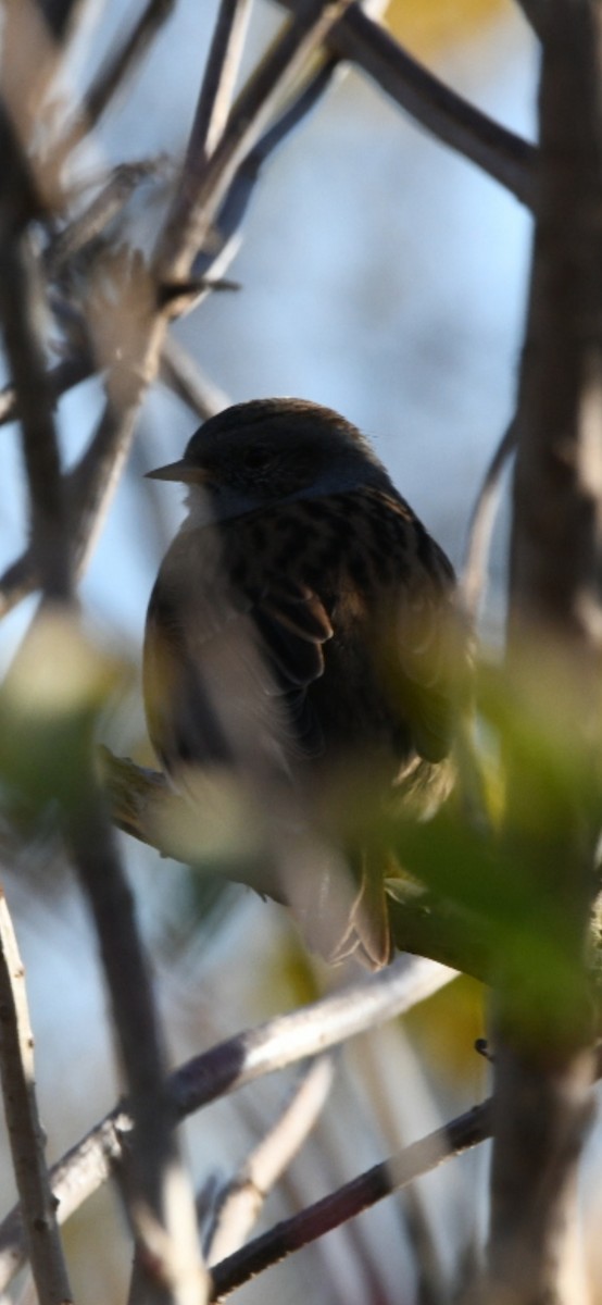 Dunnock - ML624519274