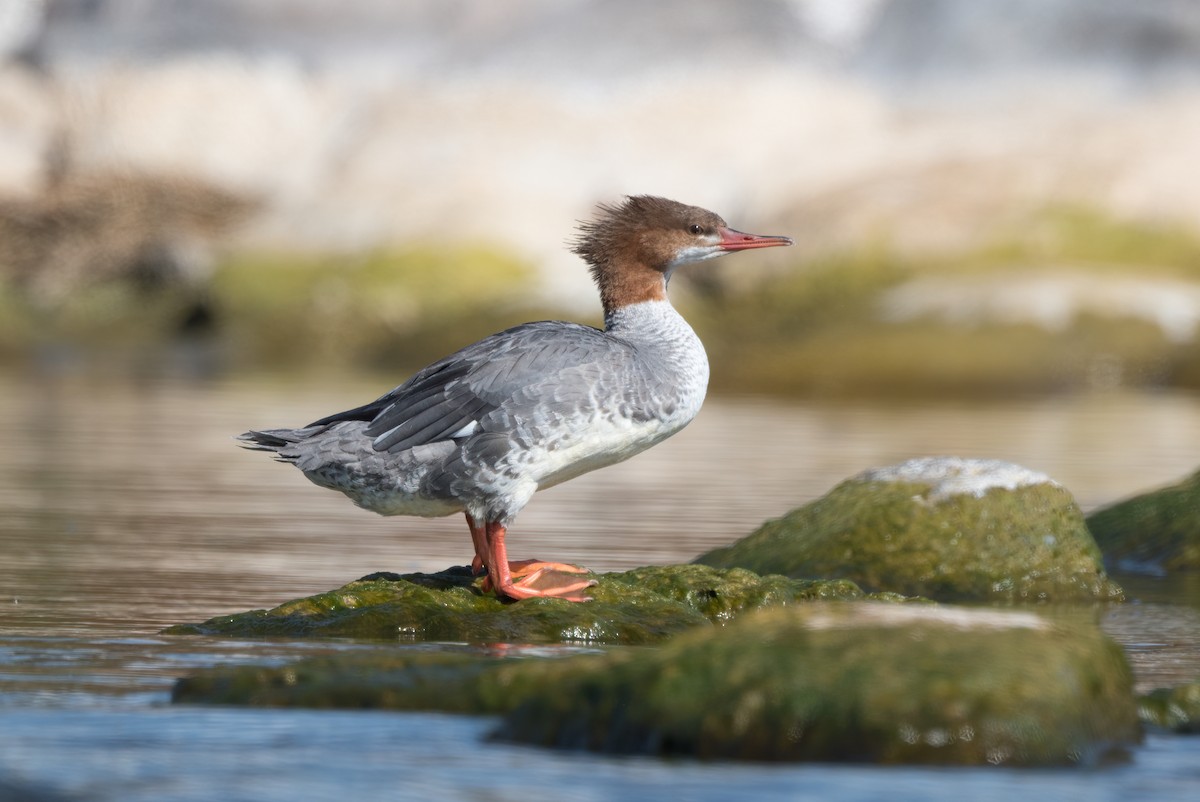 Common Merganser - ML624519290