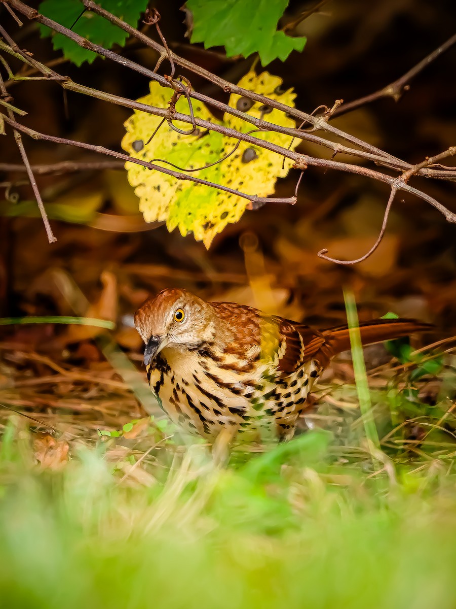 Brown Thrasher - ML624519298