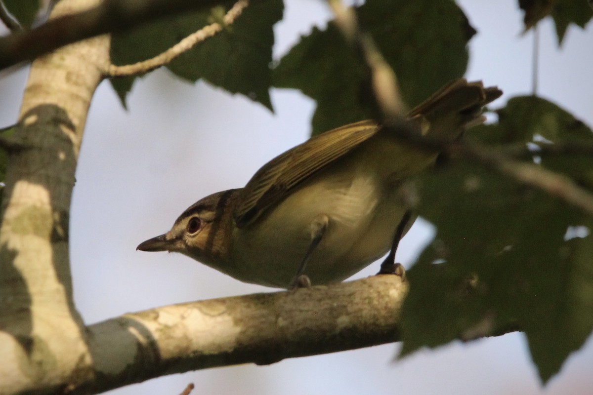 Red-eyed Vireo - ML624519300