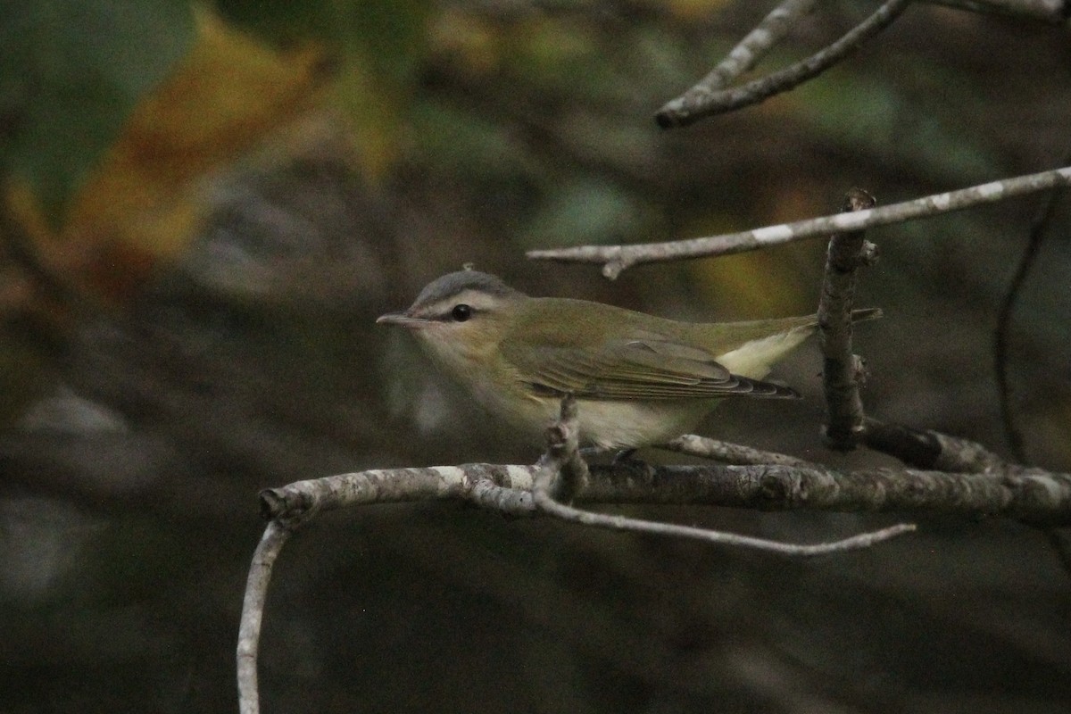 Red-eyed Vireo - ML624519301