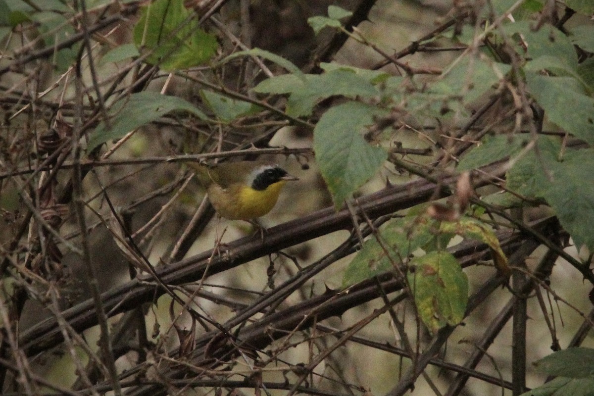 Common Yellowthroat - ML624519309