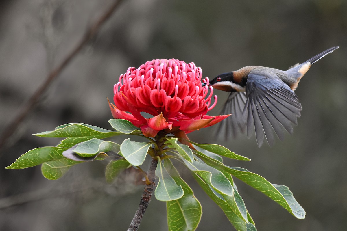 Eastern Spinebill - ML624519374