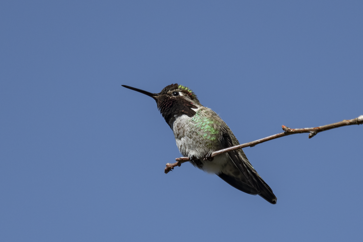 Anna's Hummingbird - ML624519381