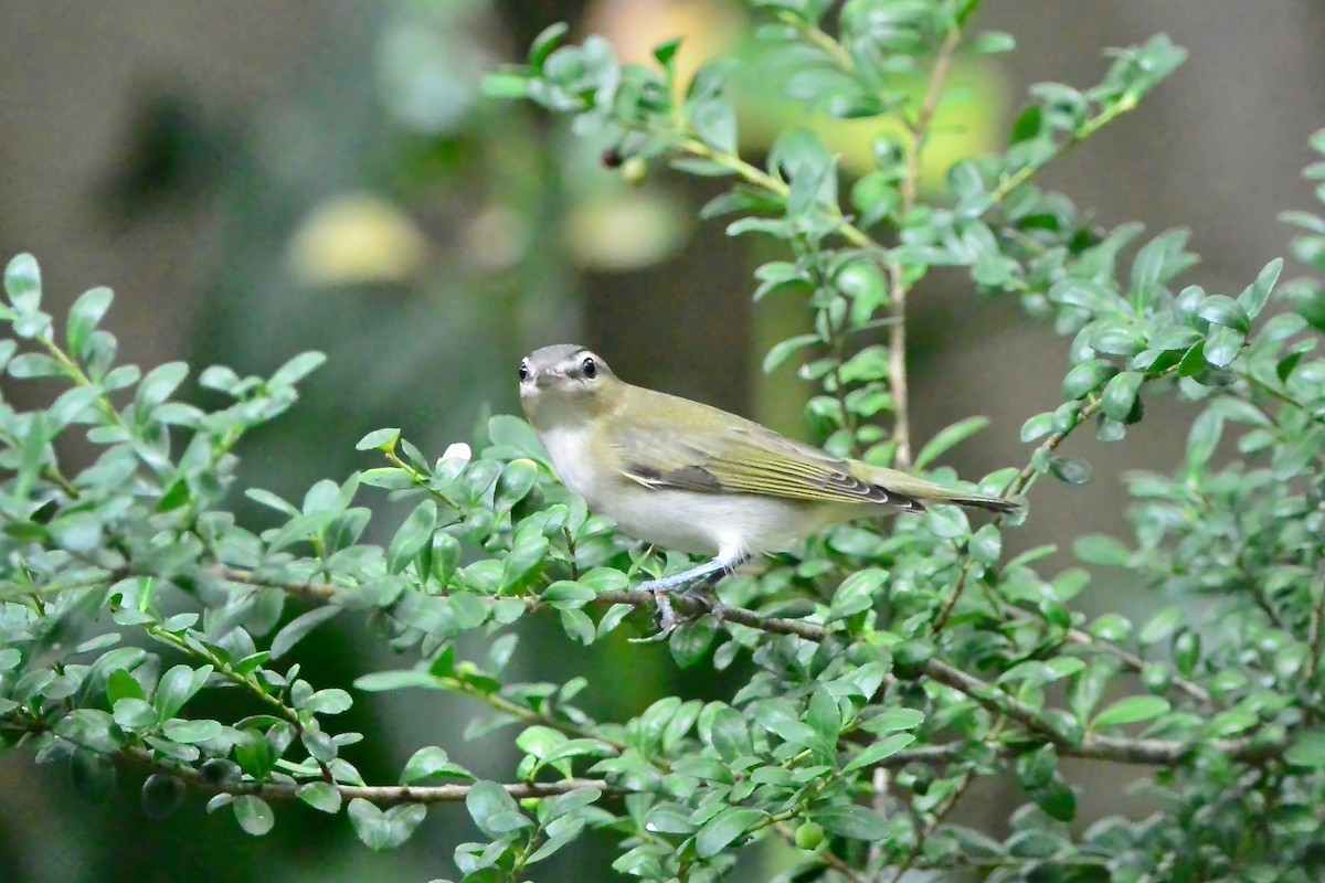 Red-eyed Vireo - ML624519383