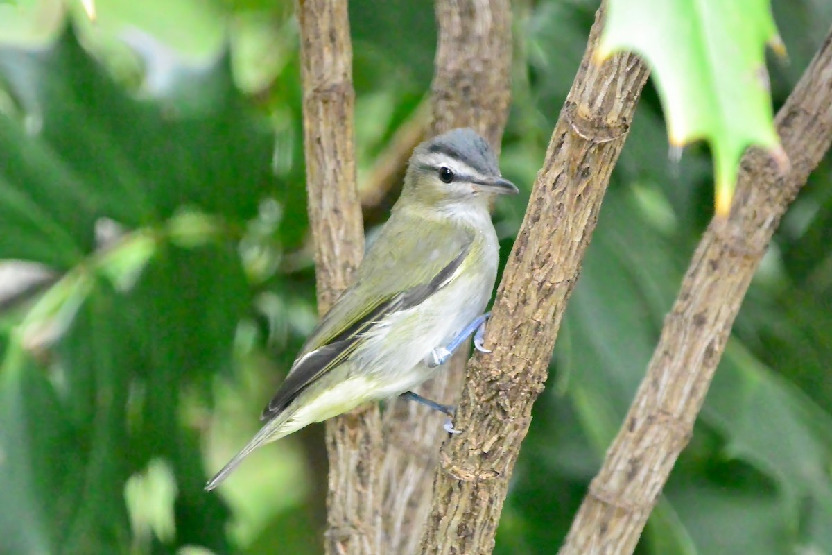 Red-eyed Vireo - ML624519384