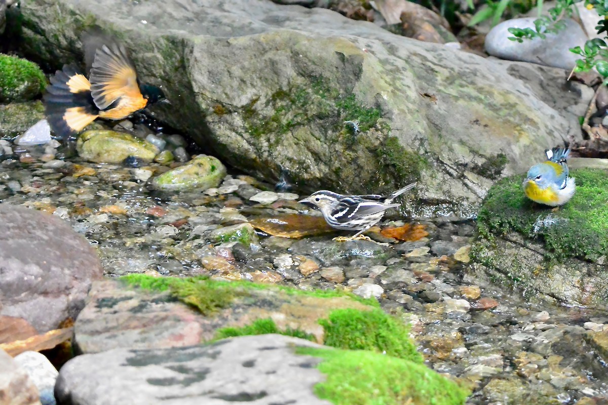 Black-and-white Warbler - ML624519386