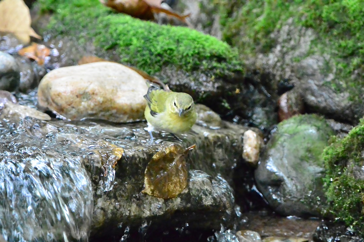 Tennessee Warbler - Seth Honig