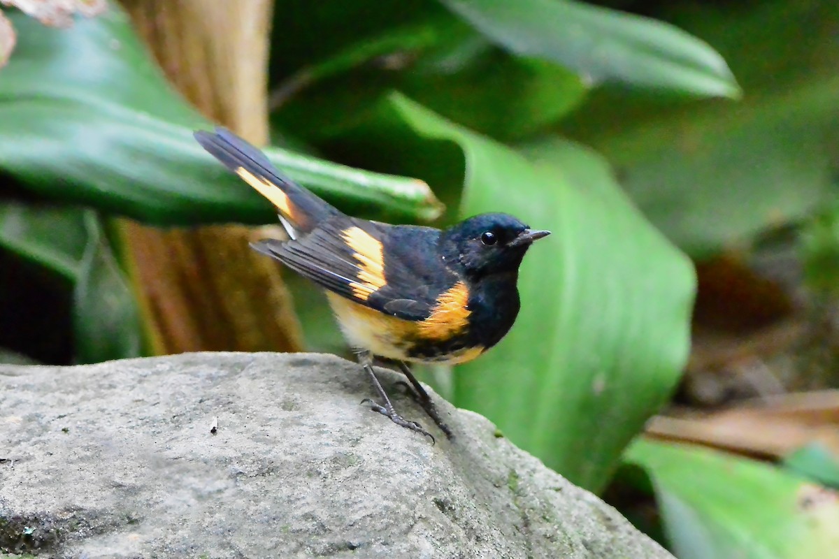 American Redstart - ML624519399