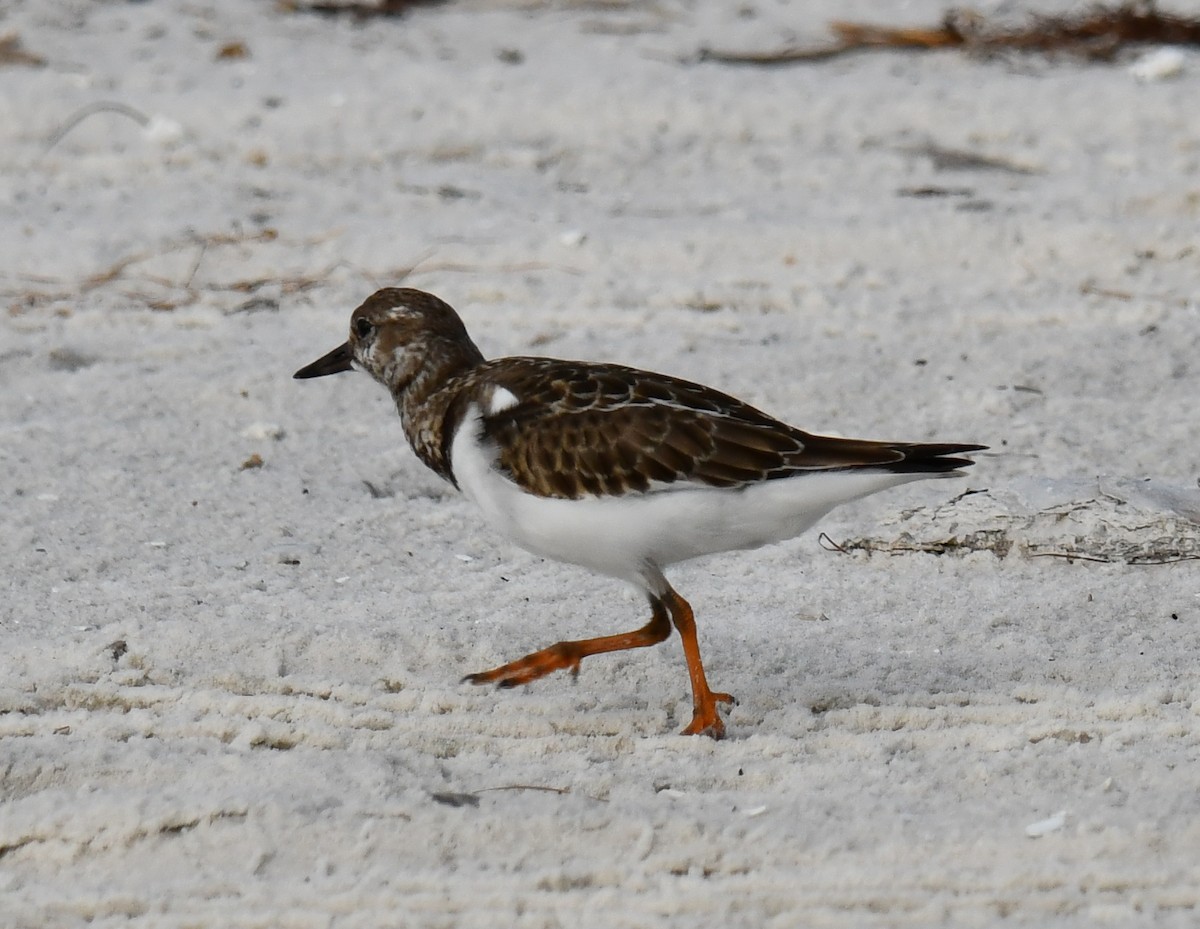 Ruddy Turnstone - ML624519401