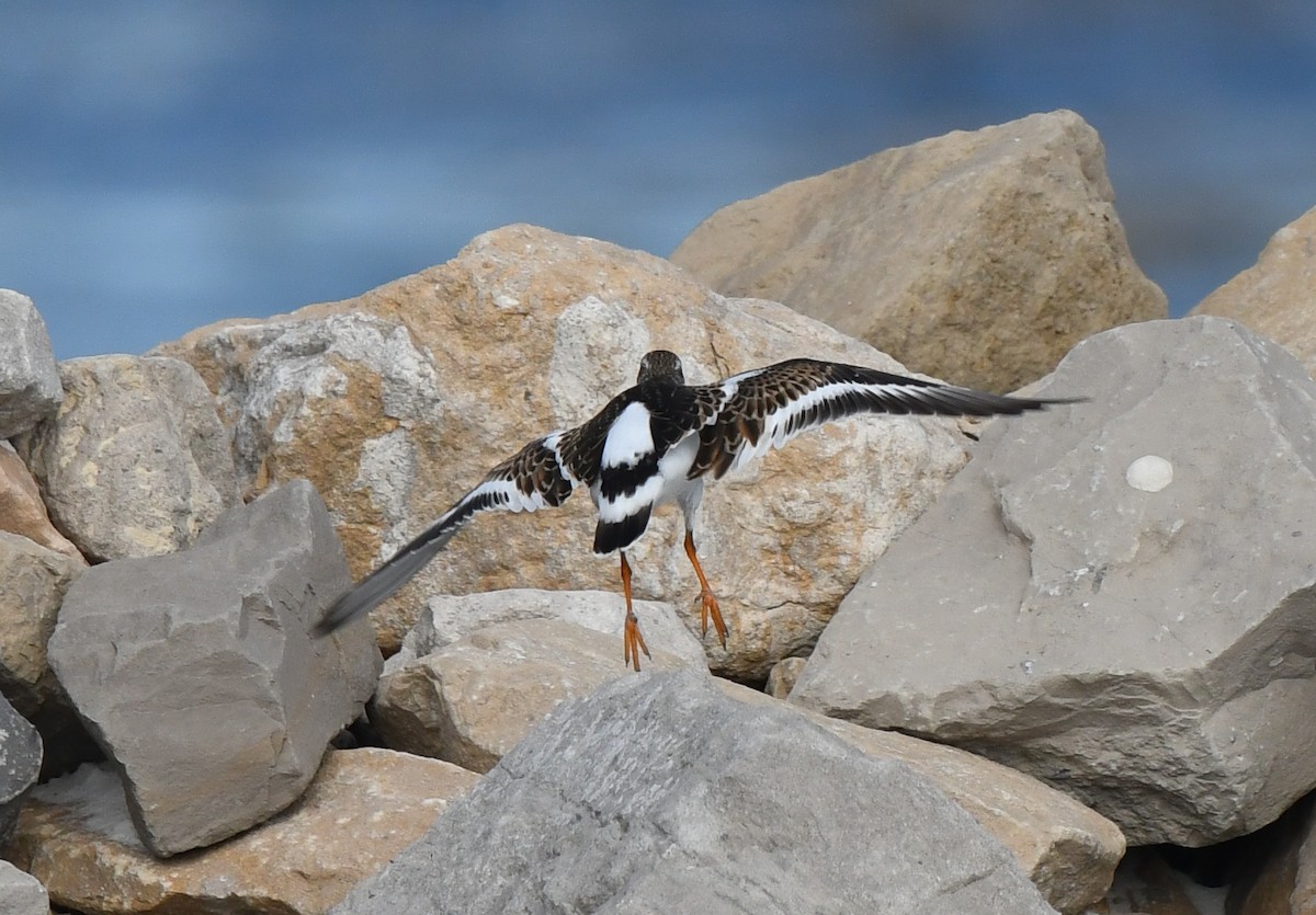 Ruddy Turnstone - ML624519402