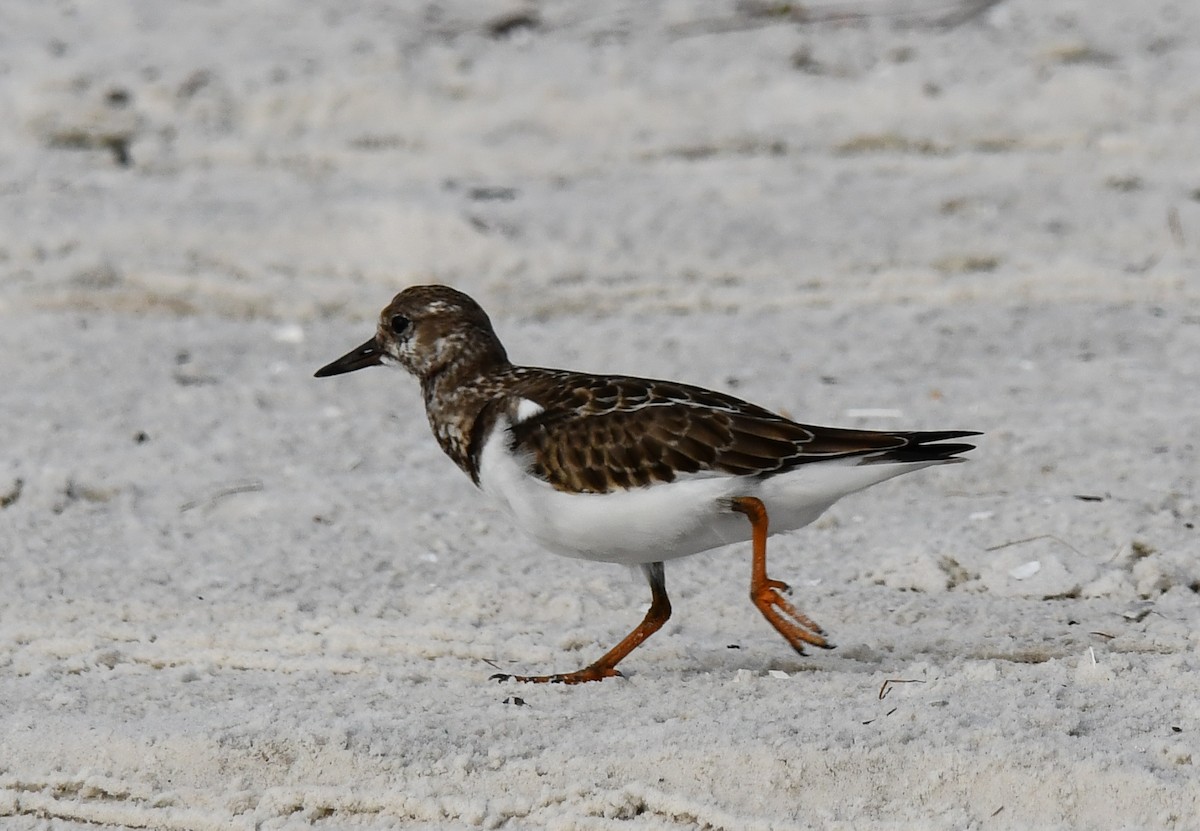 Ruddy Turnstone - ML624519403