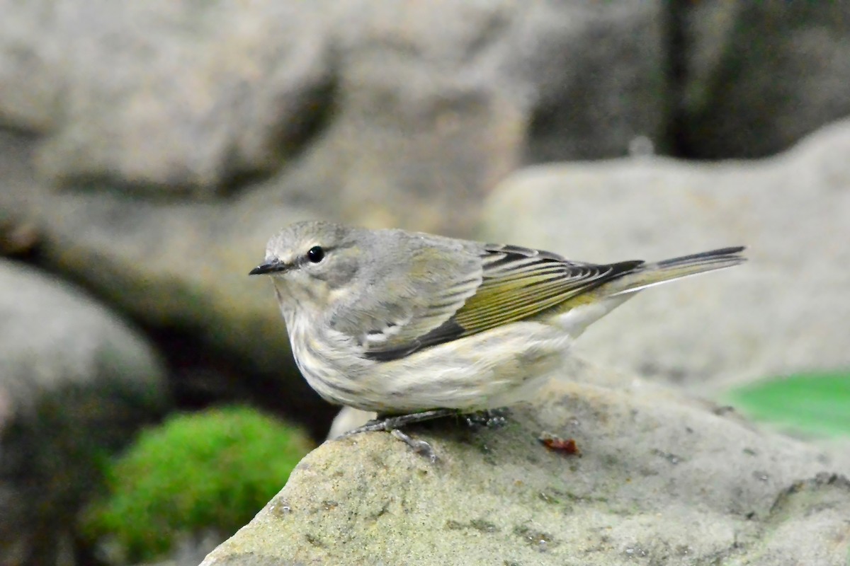 Cape May Warbler - ML624519406