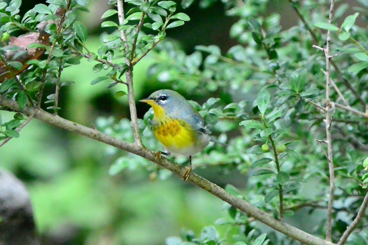 Northern Parula - ML624519416