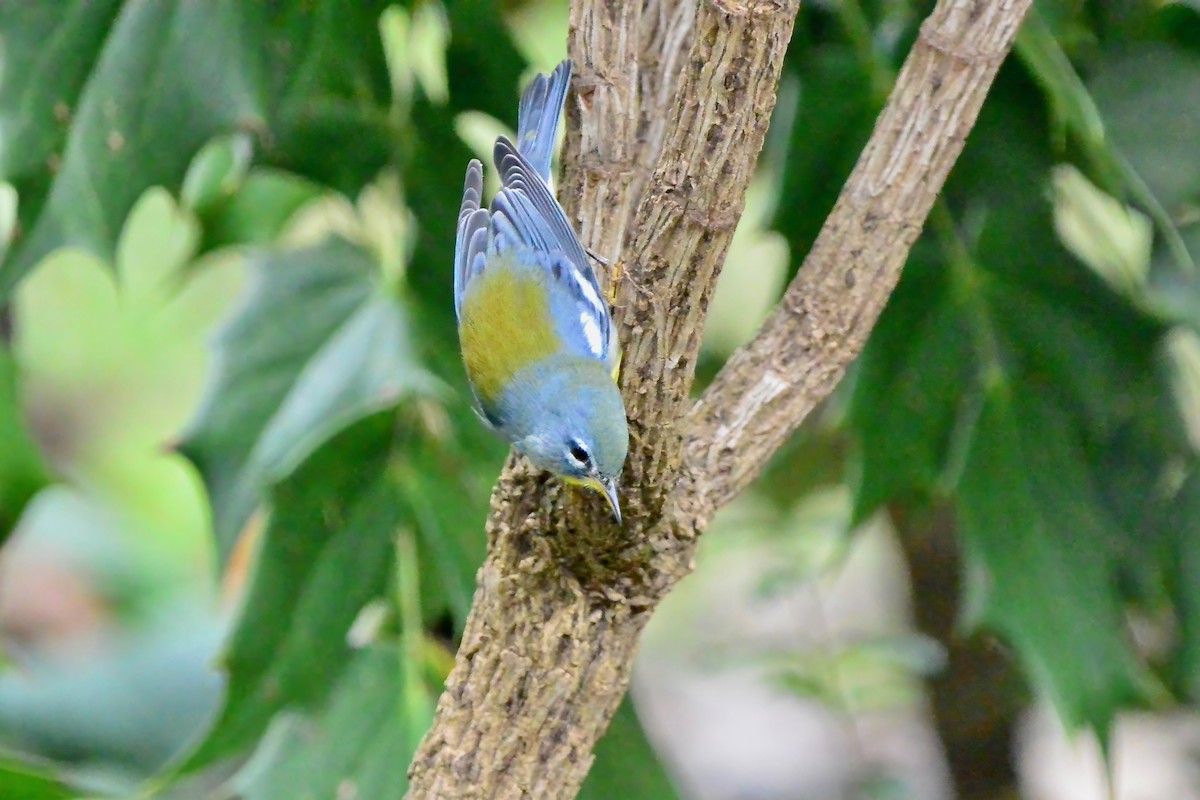 Northern Parula - ML624519417