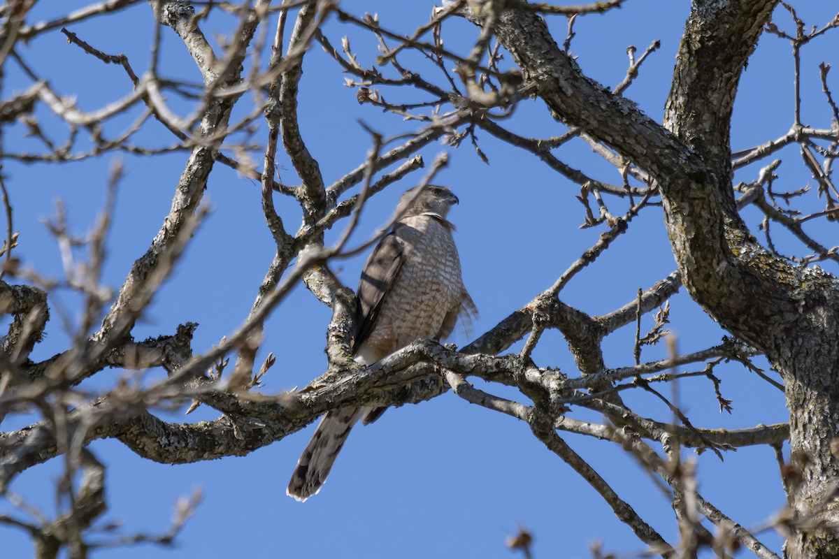 Cooper's Hawk - ML624519418