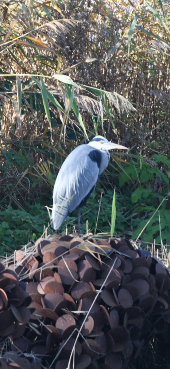 Gray Heron - ML624519423