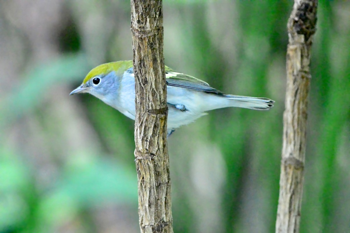 Chestnut-sided Warbler - ML624519435