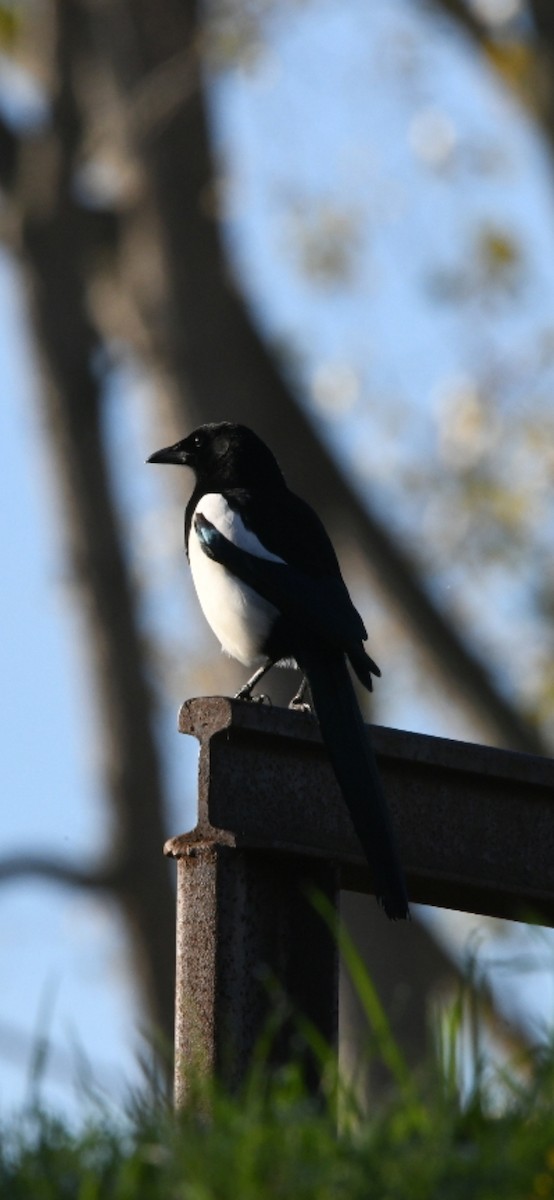 Eurasian Magpie - ML624519436