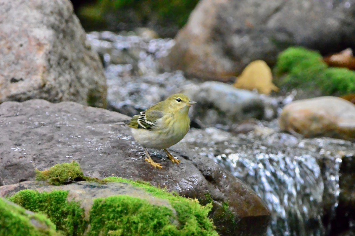 Blackpoll Warbler - ML624519439