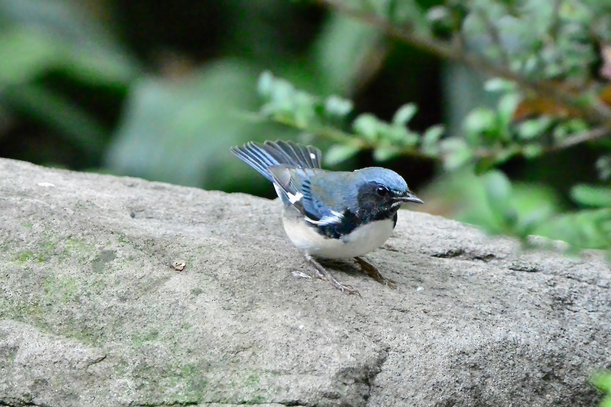 Black-throated Blue Warbler - Seth Honig