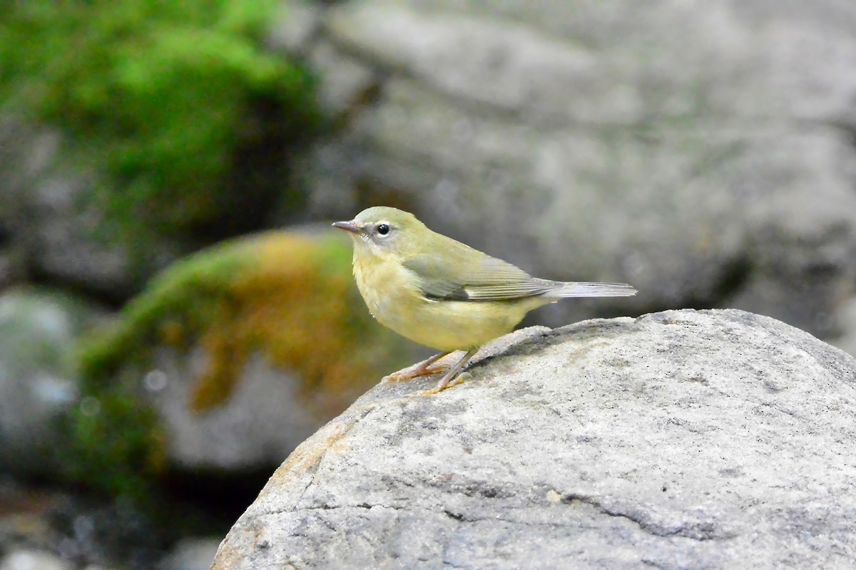 Black-throated Blue Warbler - ML624519445