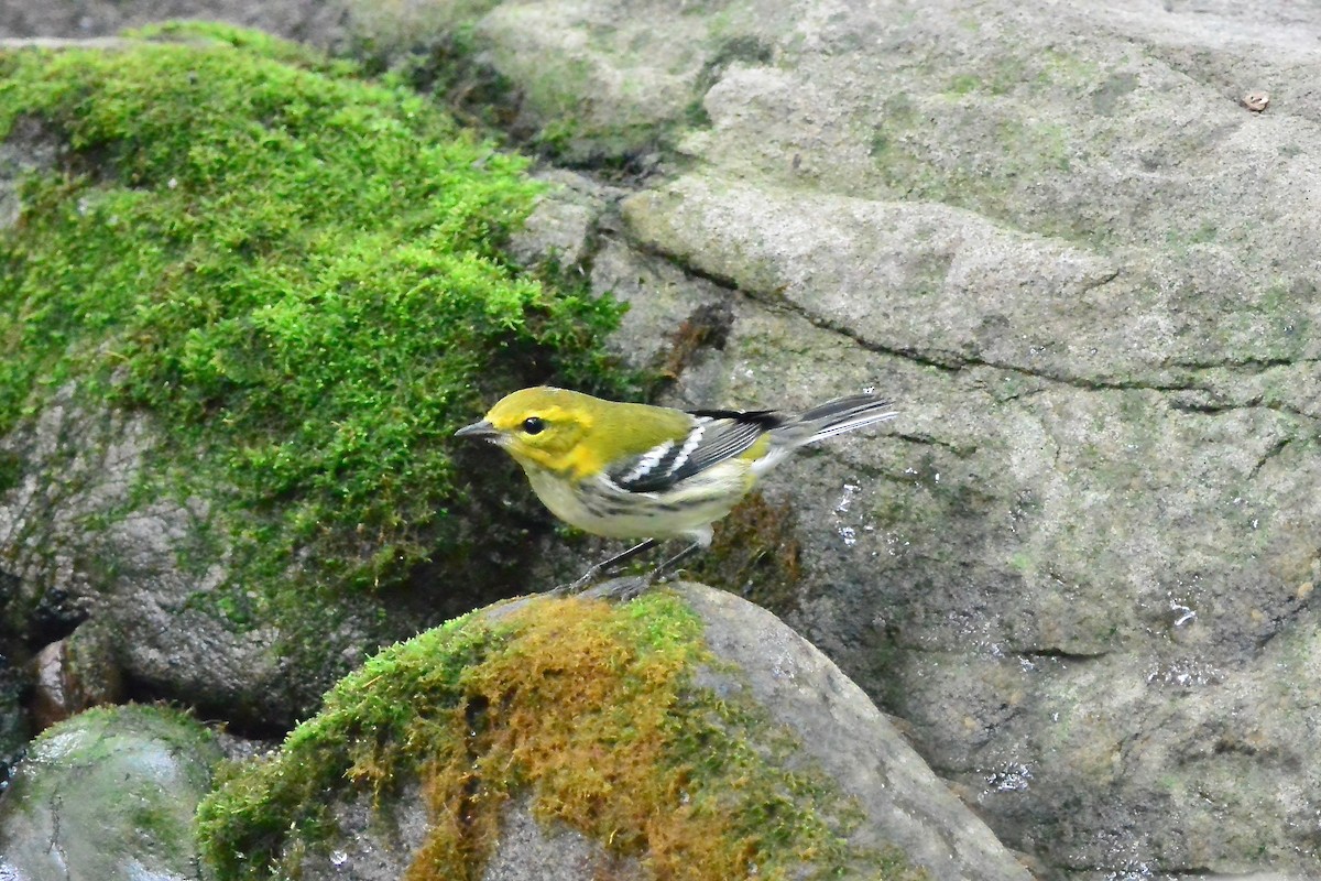 Black-throated Green Warbler - ML624519457