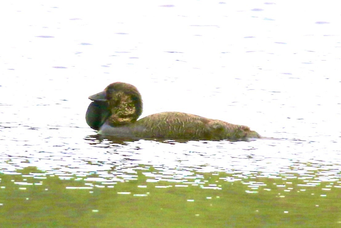 Musk Duck - ML624519511