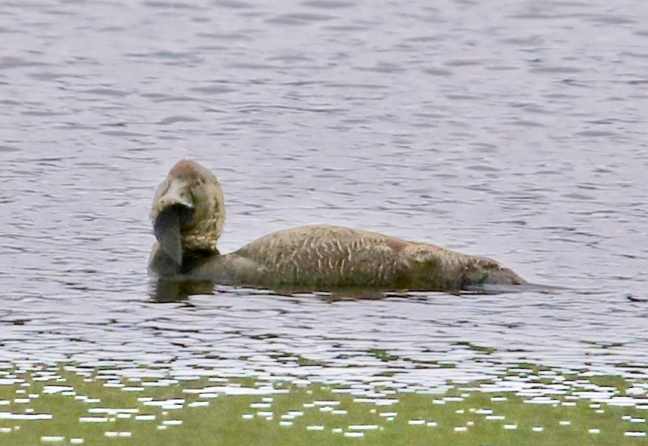 Musk Duck - ML624519513