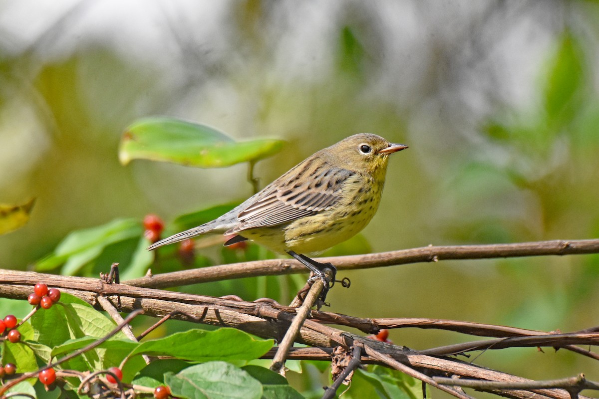 Kirtland's Warbler - ML624519577