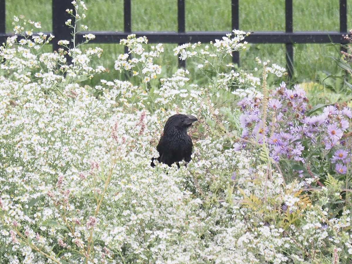 Groove-billed Ani - ML624519579