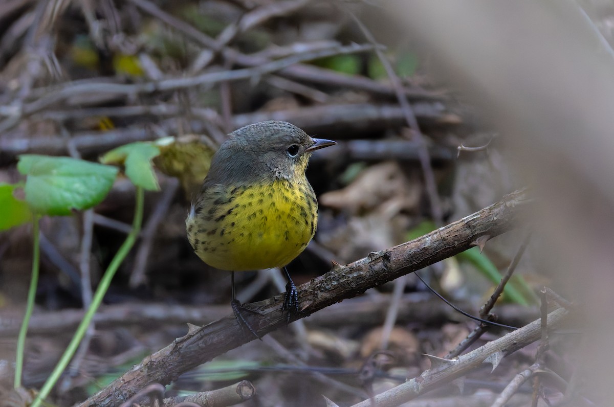 Kirtland's Warbler - ML624519596