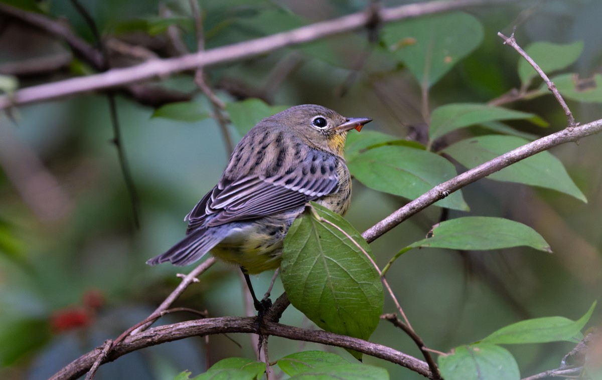 Kirtland's Warbler - ML624519597