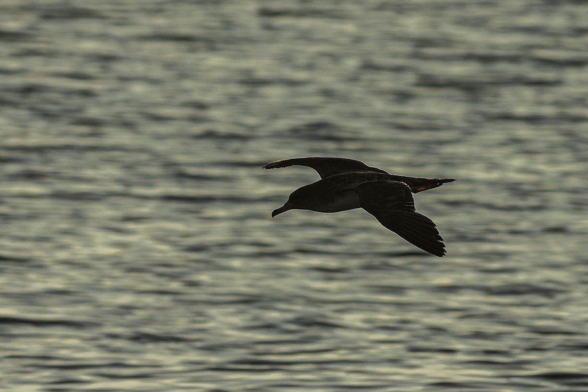 Cory's Shearwater - George Roussey