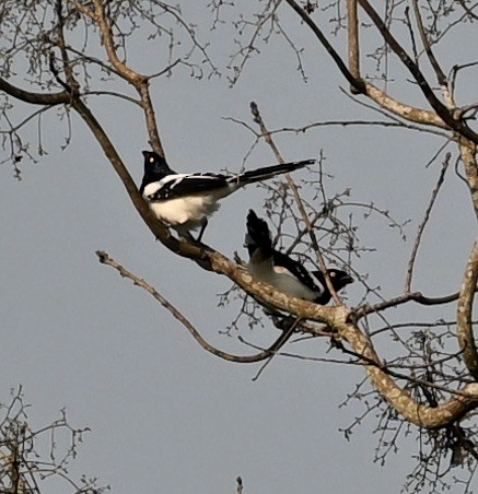 Magpie Tanager - ML624519732