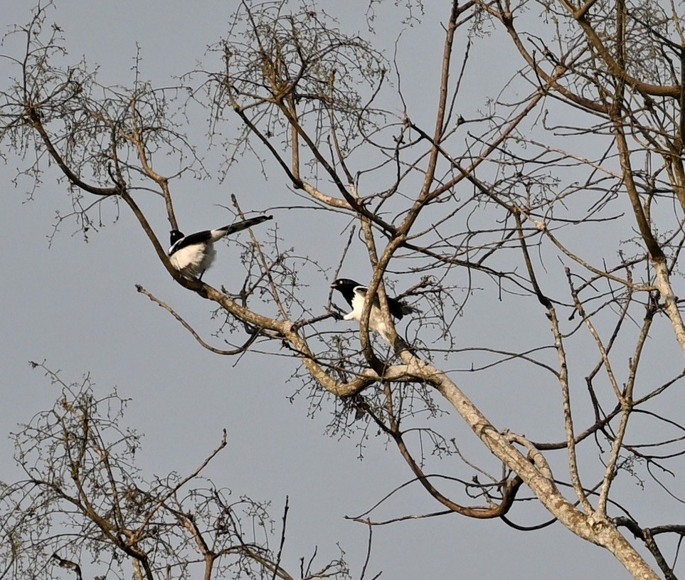 Magpie Tanager - ML624519736