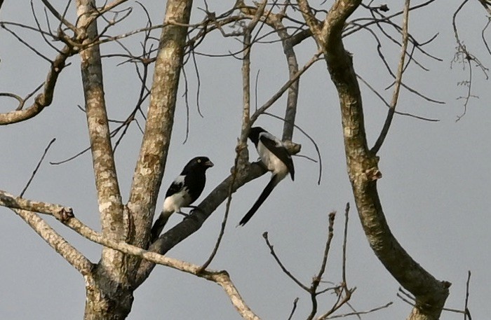 Magpie Tanager - ML624519746