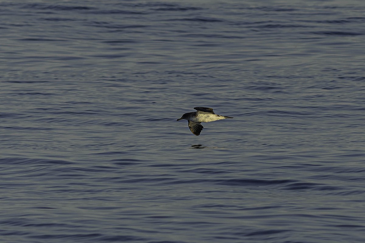 Pardela Cenicienta (mediterránea) - ML624519757