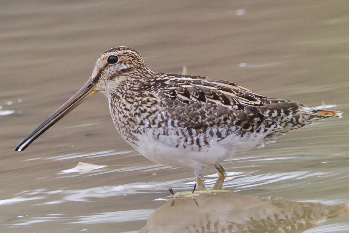 Pantanal Snipe - ML624519774