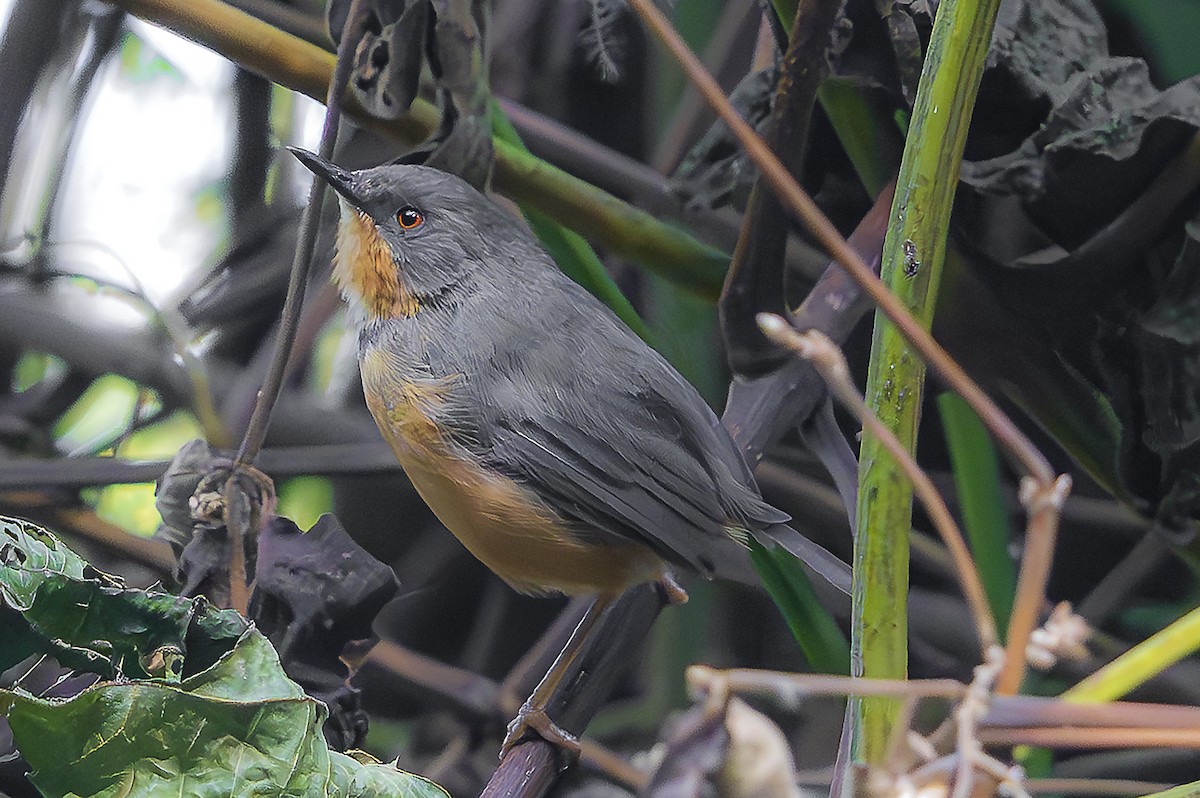 Rwenzori Apalis - ML624519797