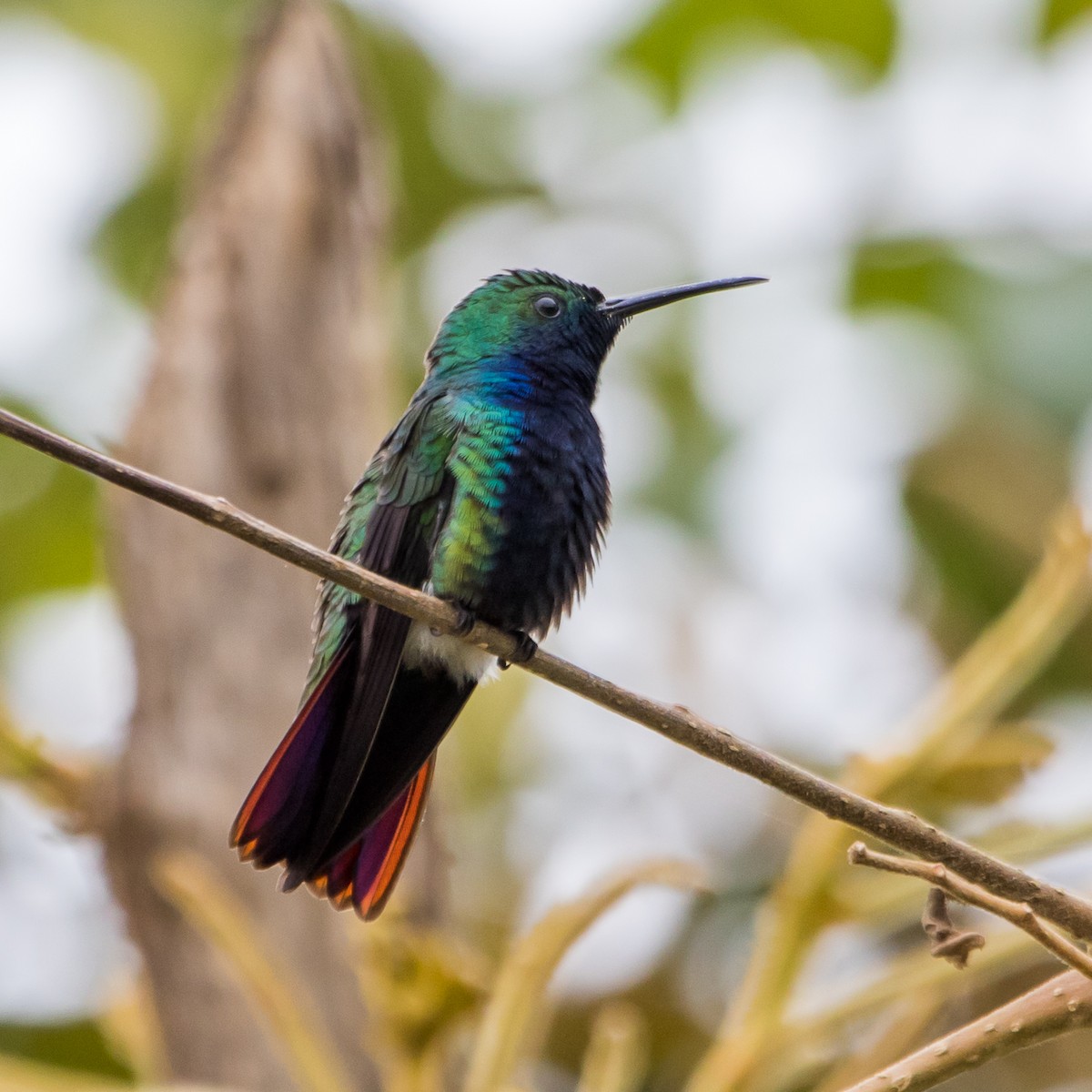 Black-throated Mango - ML624519862