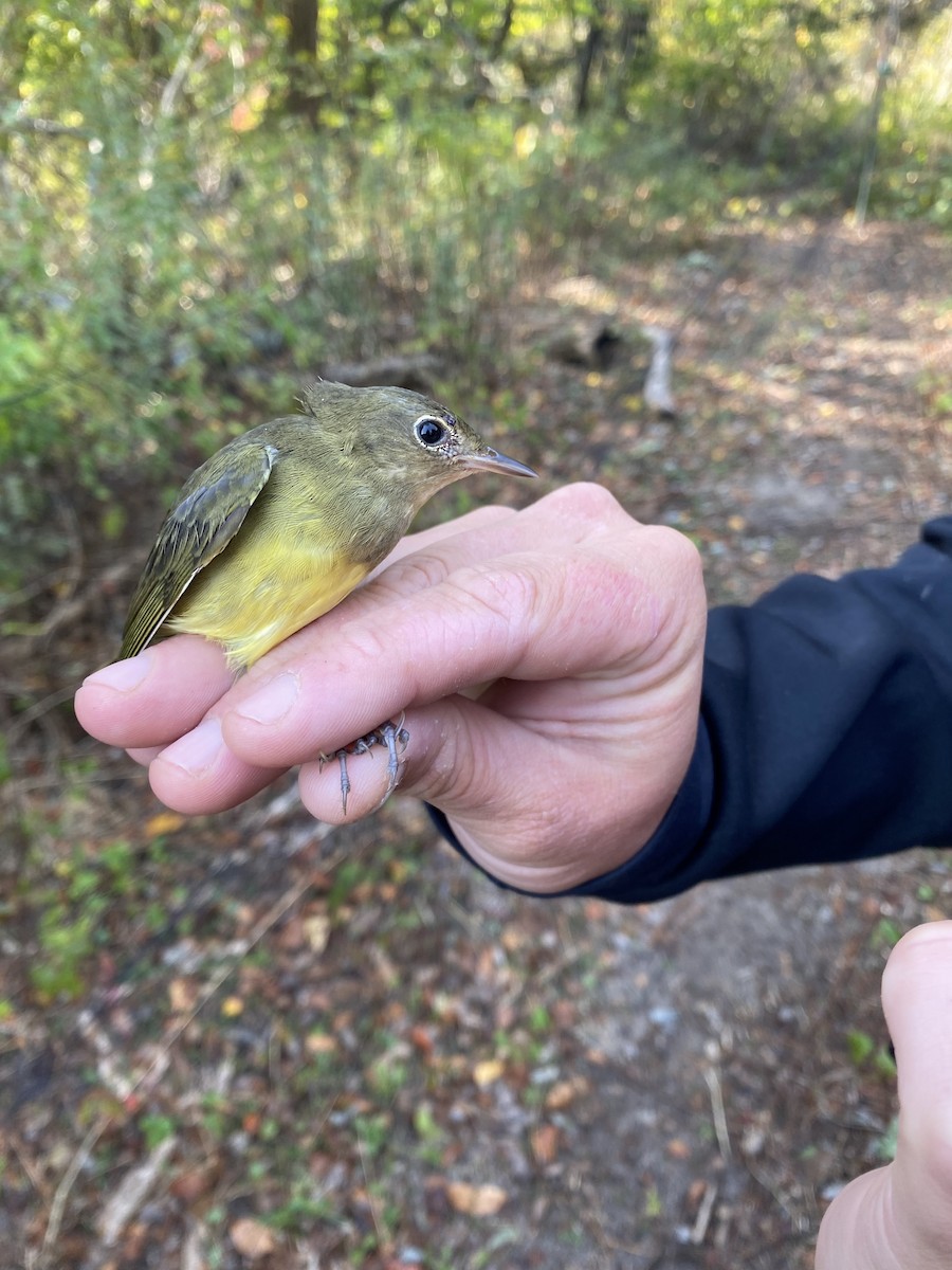 Connecticut Warbler - ML624519883