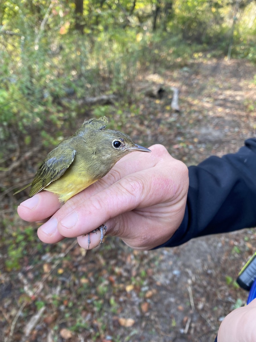 Connecticut Warbler - William  von Herff