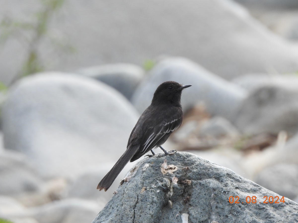 Black Phoebe - Mariamercedes Antezana Aponte