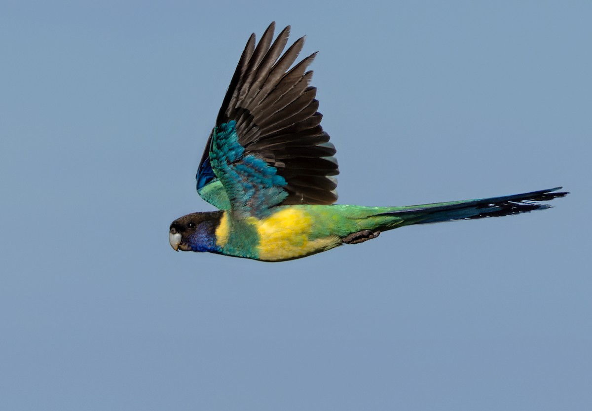 Australian Ringneck (Port Lincoln) - Lars Petersson | My World of Bird Photography