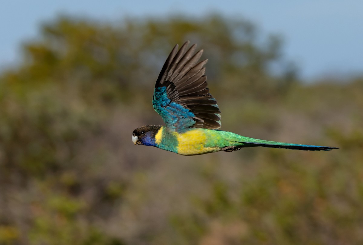 Perico de Port Lincoln (zonarius) - ML624519950