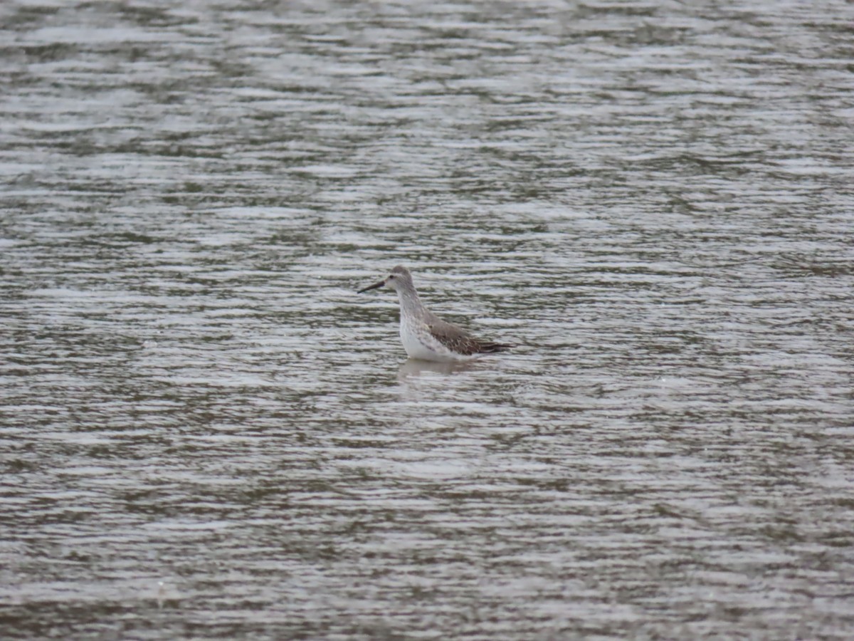 Bindenstrandläufer - ML624519969