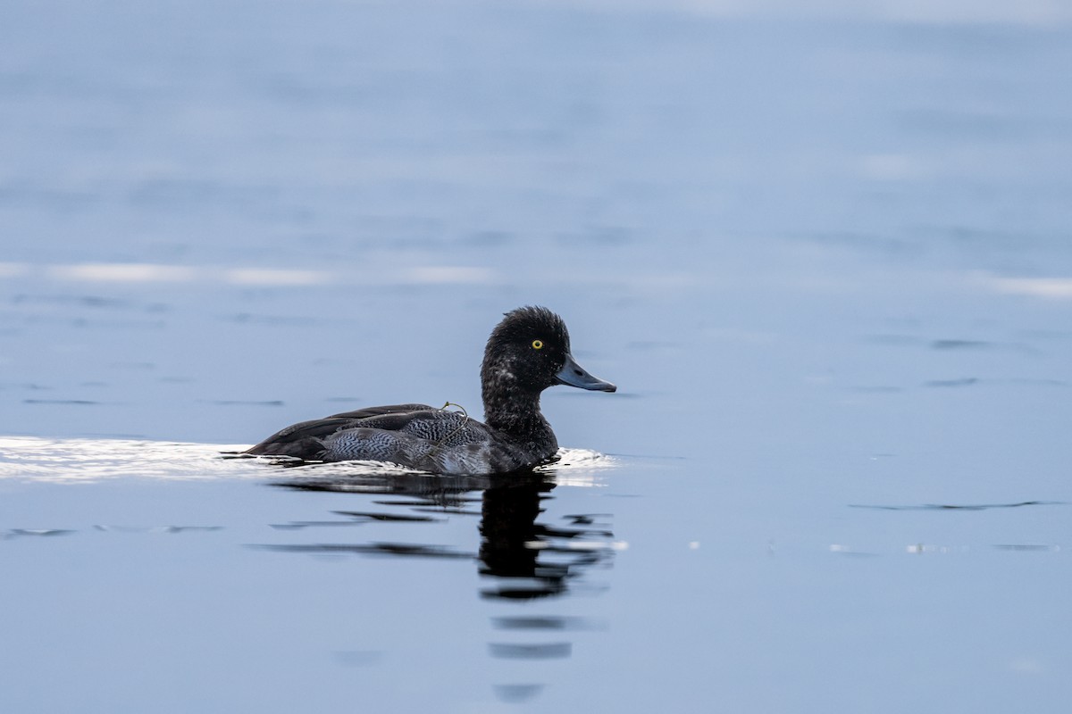 Lesser Scaup - ML624520008