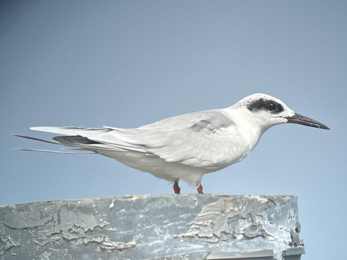 Forster's Tern - ML624520035